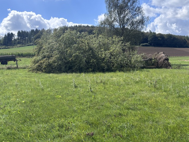 Umgestürzter Baum mit freiliegendem Wurzelteller als Beispiel für gerichtliche Leitlinien und die regelmäßige Beobachtung von Straßenbäumen in angemessenen Zeitabständen