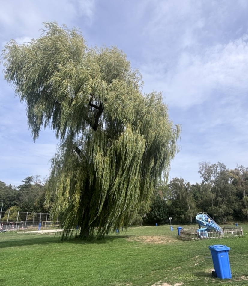 Prägender Solitärbaum in einer gestalteten Grundstückssituation